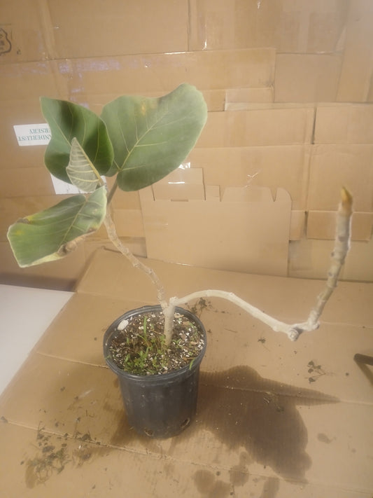 Ficus auriculata