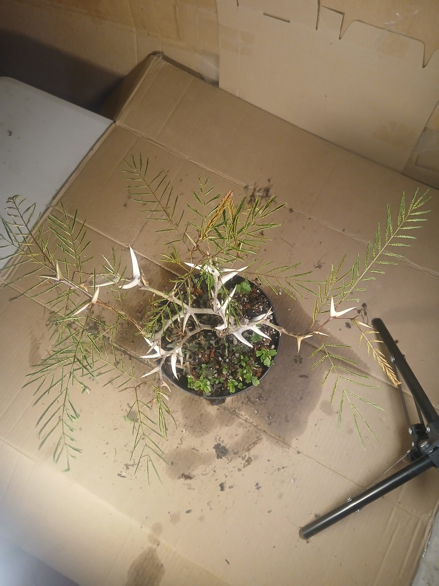 Bullhorn acacia pre bonsai.