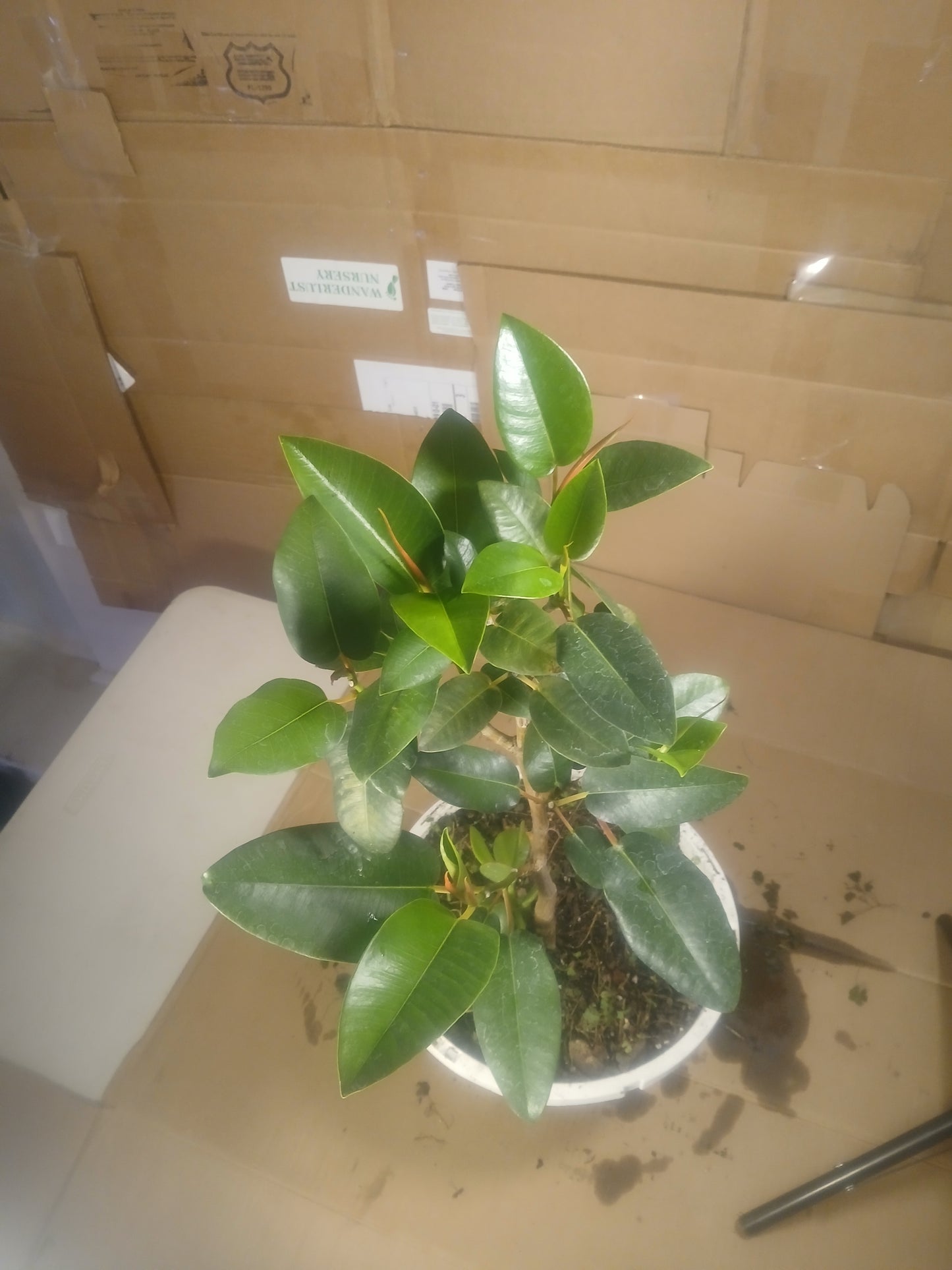Ficus platypoda