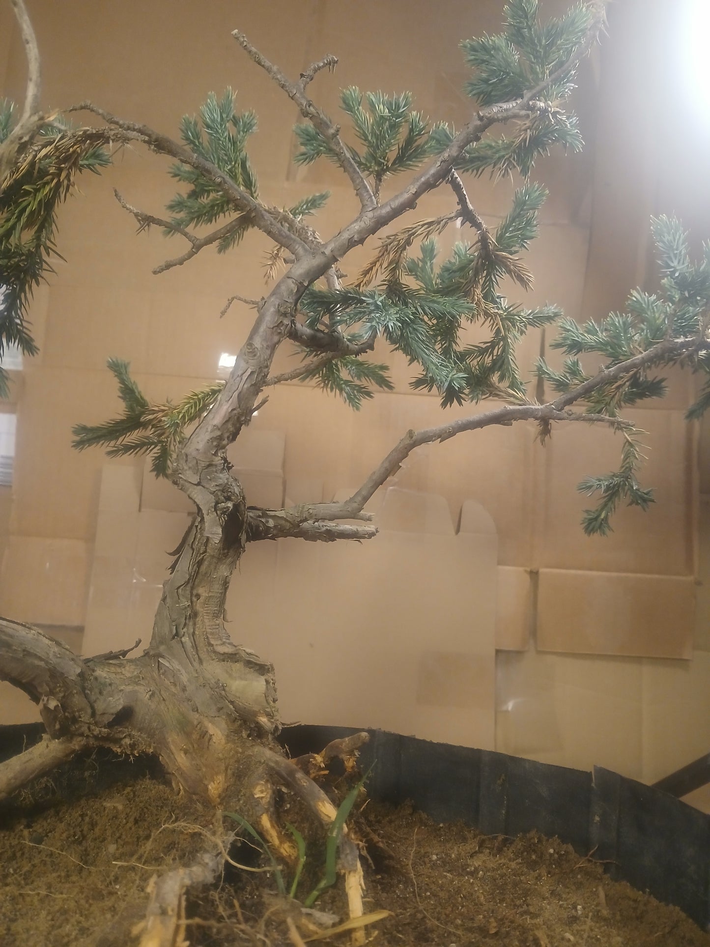 Blue star juniper bonsai