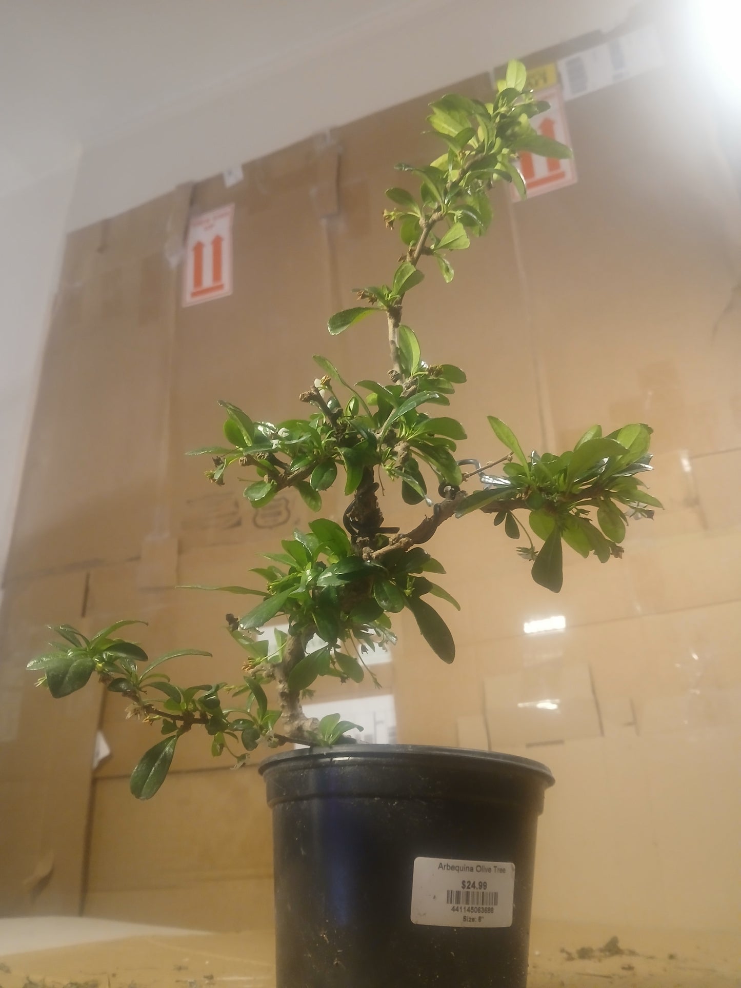 Fukien tea bonsai