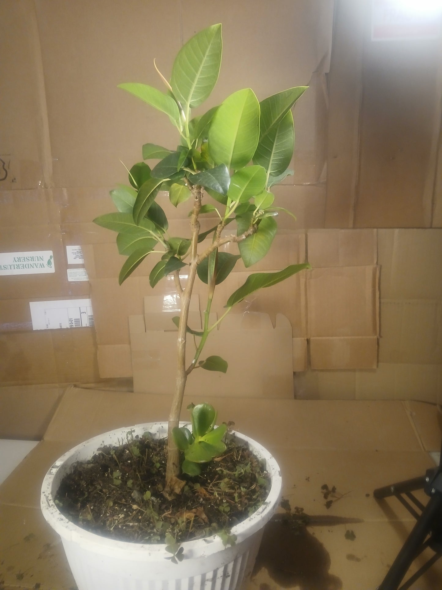 Ficus platypoda