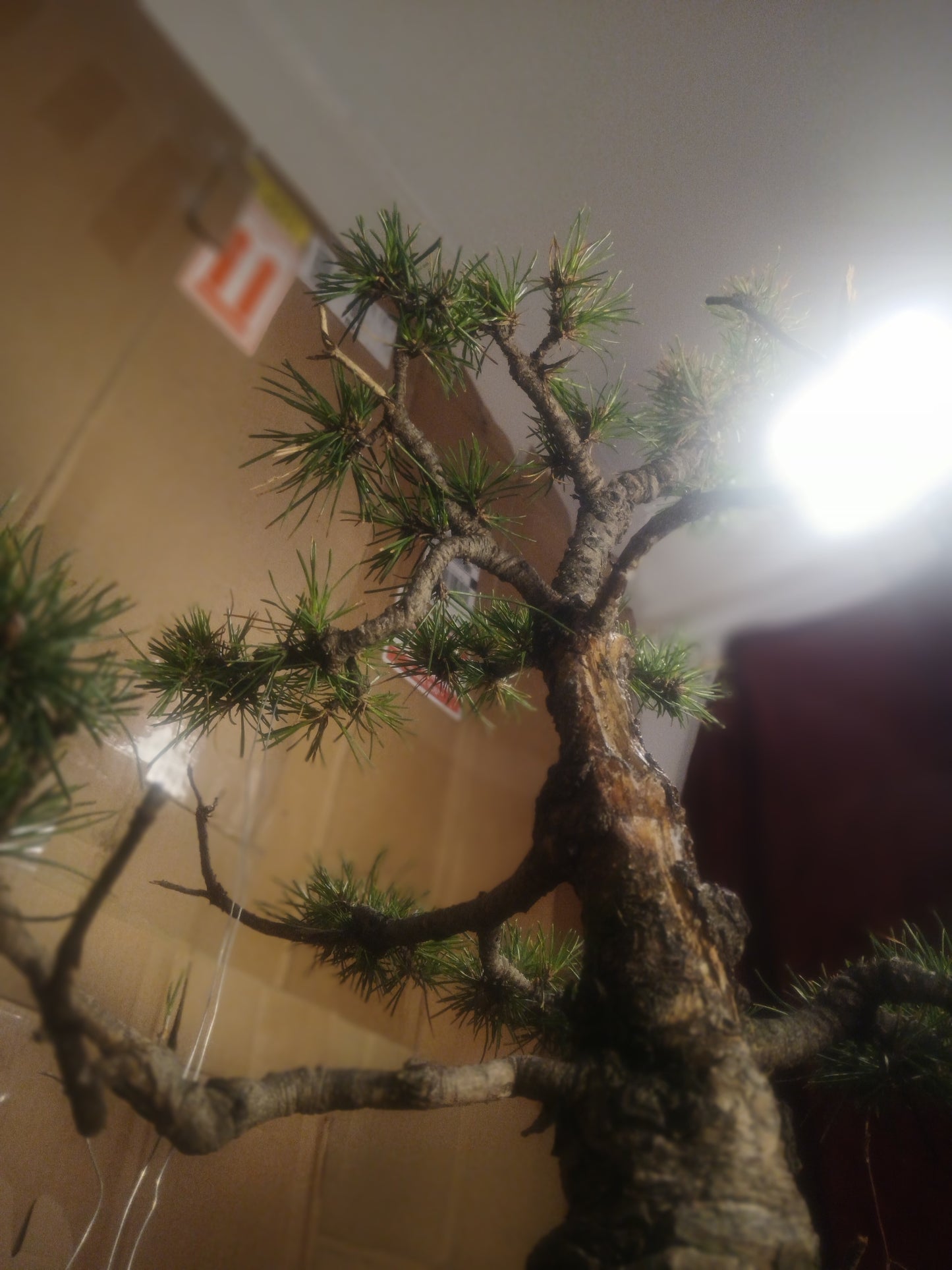 Scotts pine bonsai