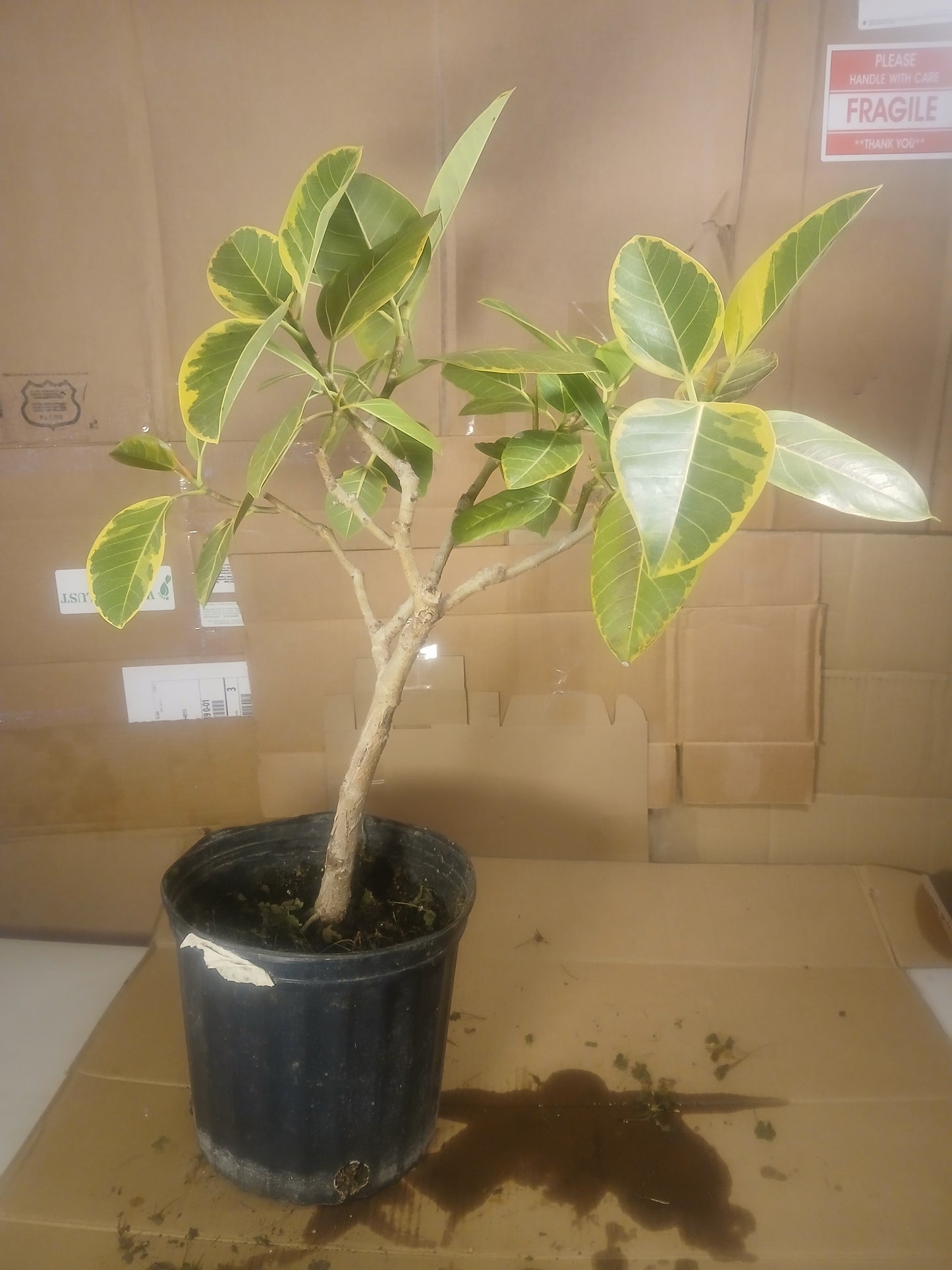 Ficus amplissima