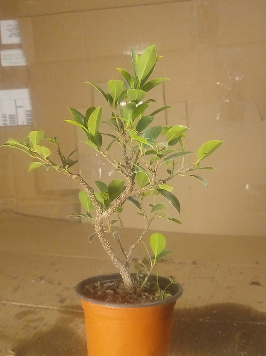 Ficus microcarpa bonsai