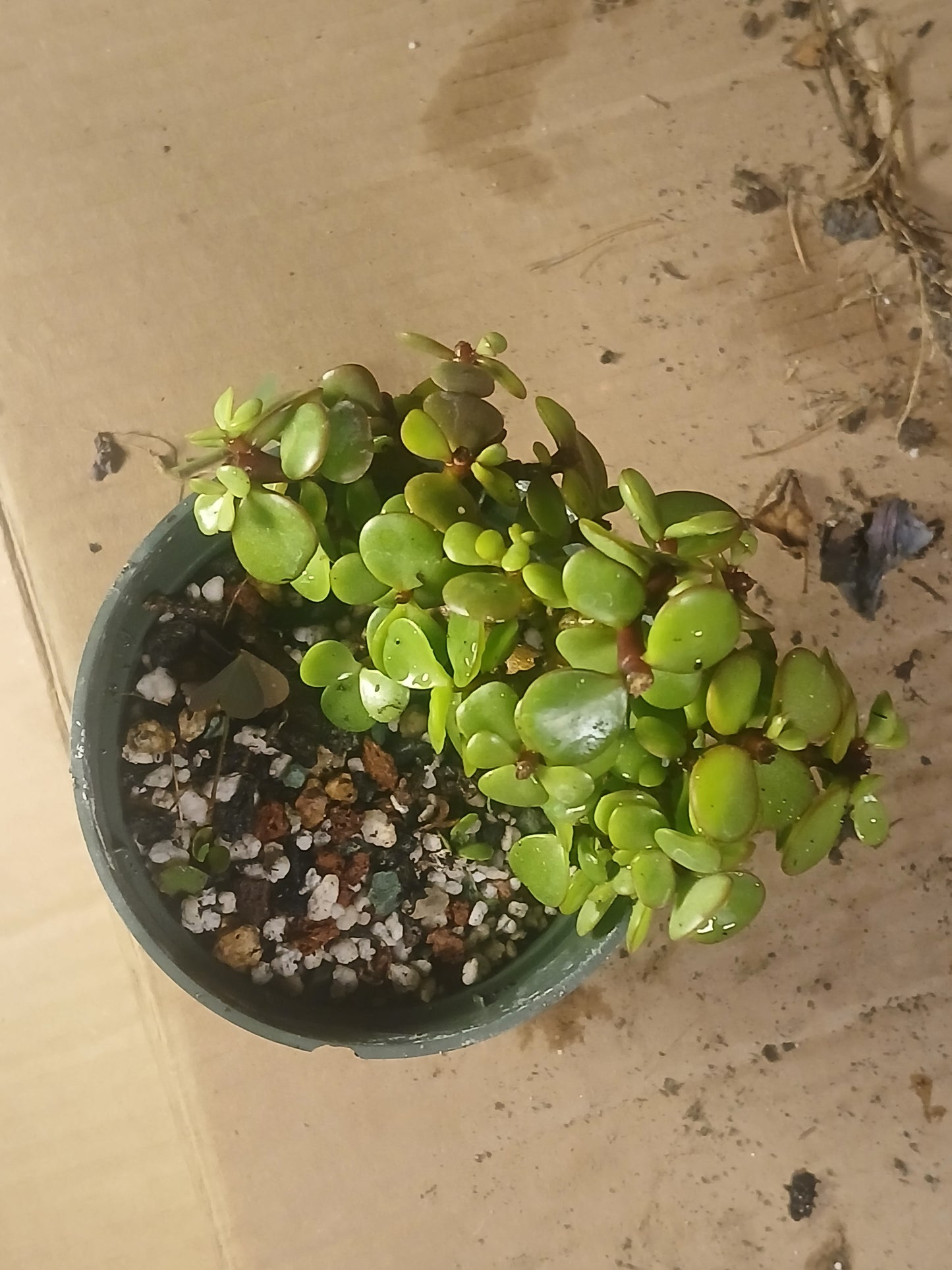 Portulicaria pre bonsai