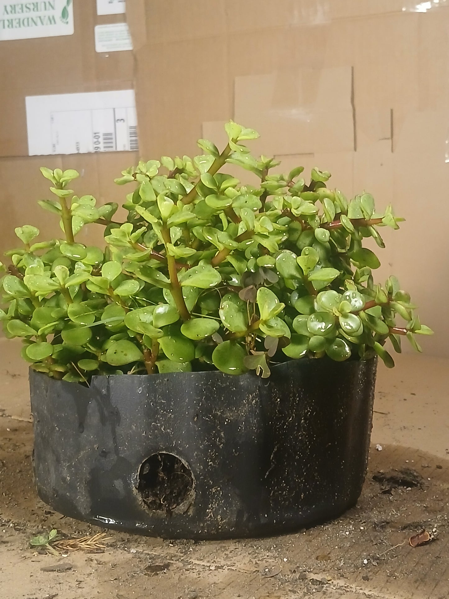 Portulacaria bonsai forest