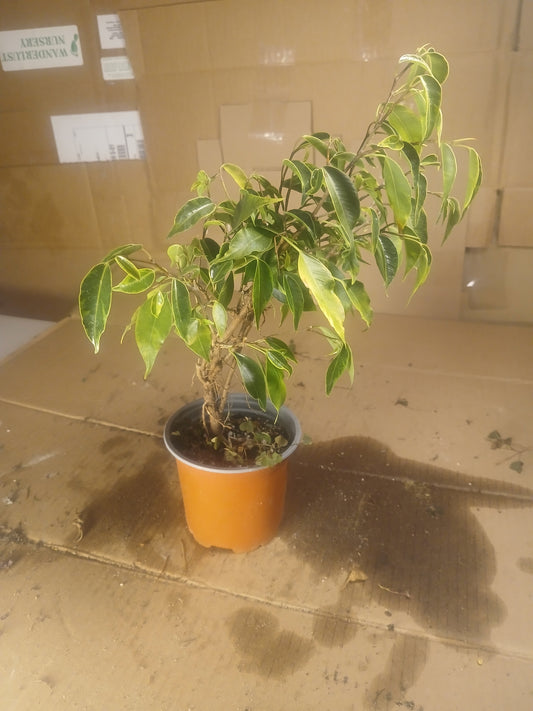 Ficus benjamina varigated