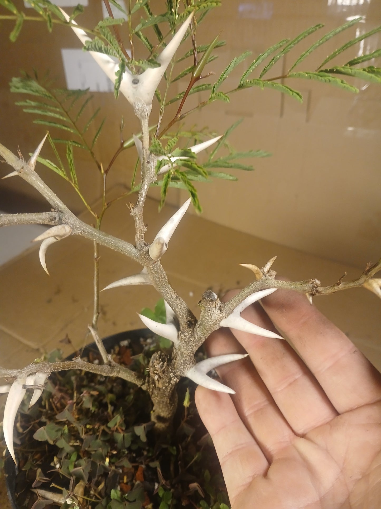 Bullhorn acacia pre bonsai.