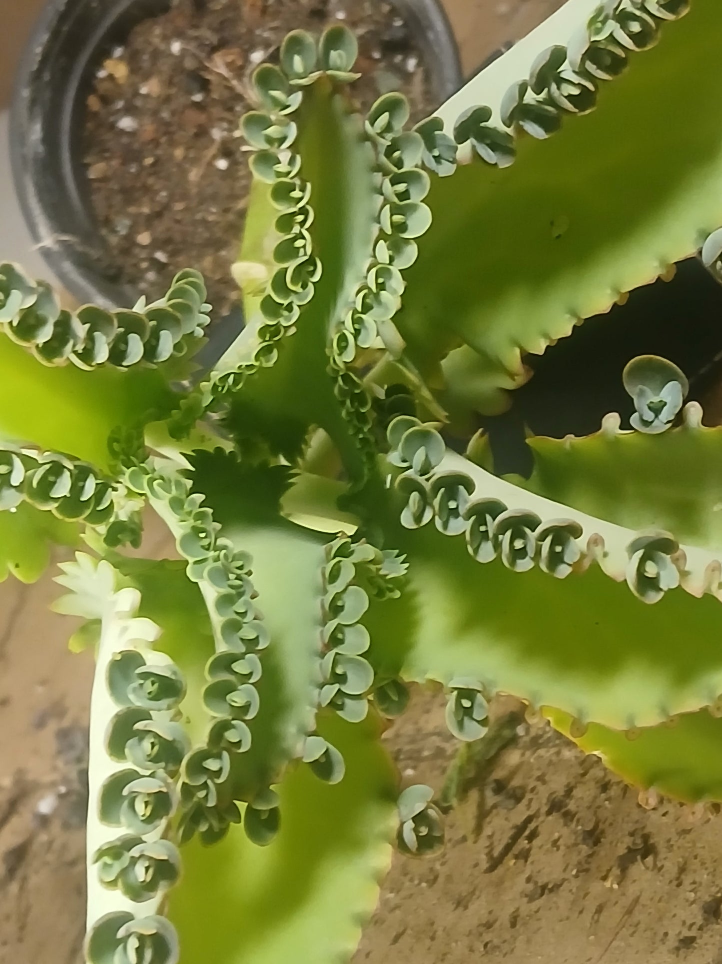 Mother of millions