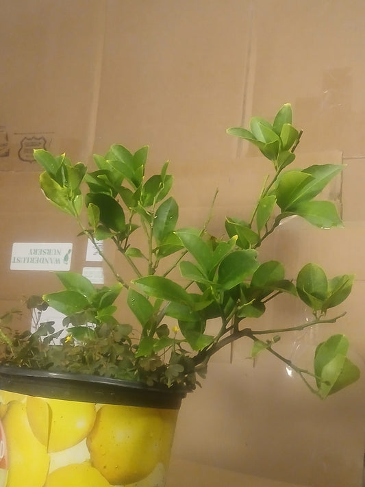 Lemon prebonsai