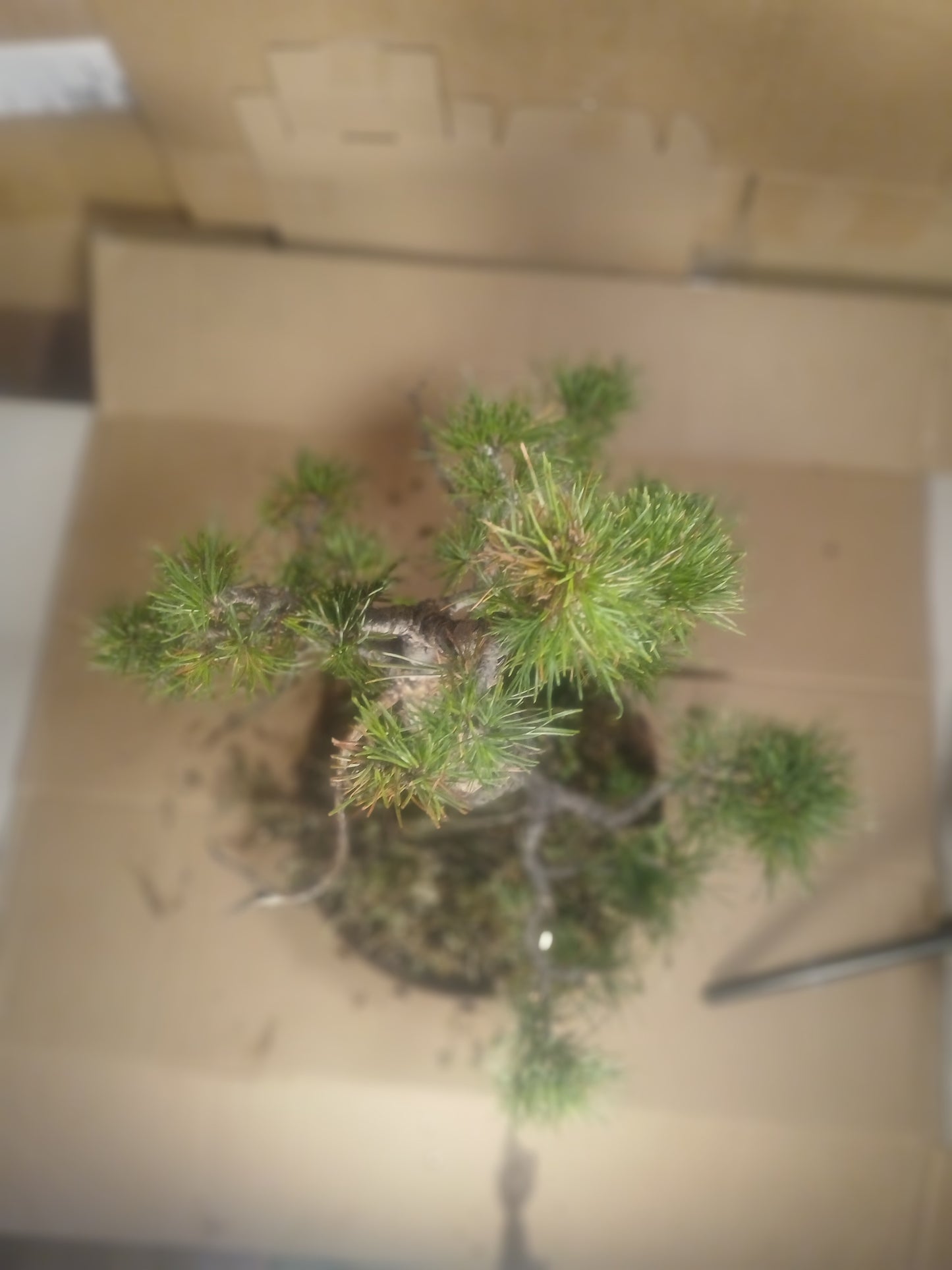 Scotts pine bonsai