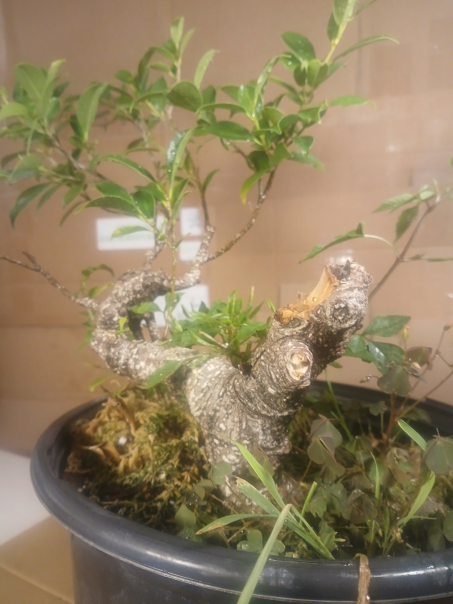 Ficus microcarpa