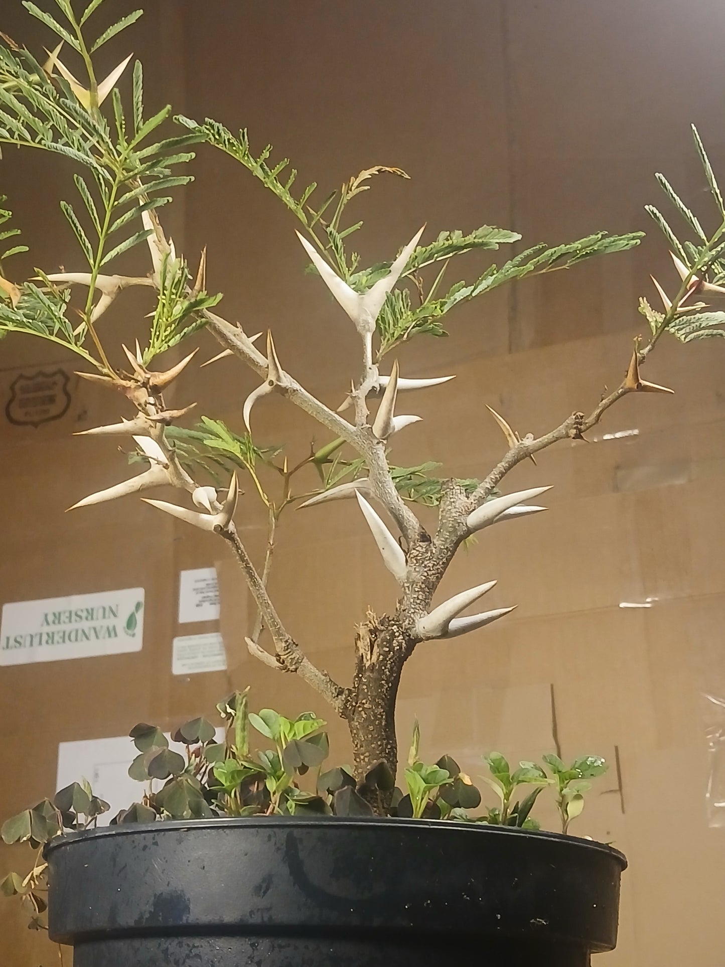 Bullhorn acacia pre bonsai.
