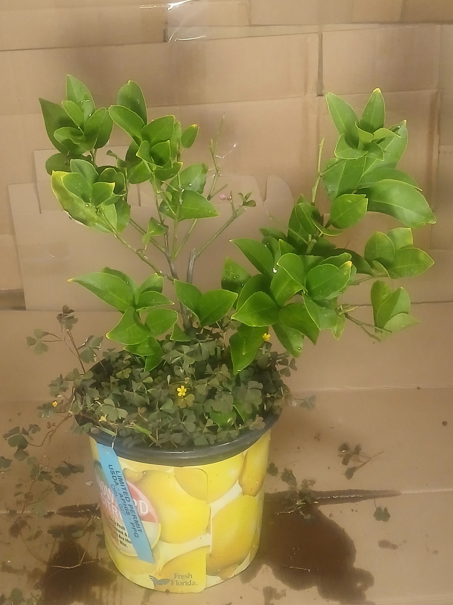 Lemon prebonsai