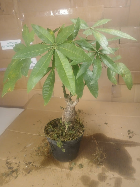 Money tree