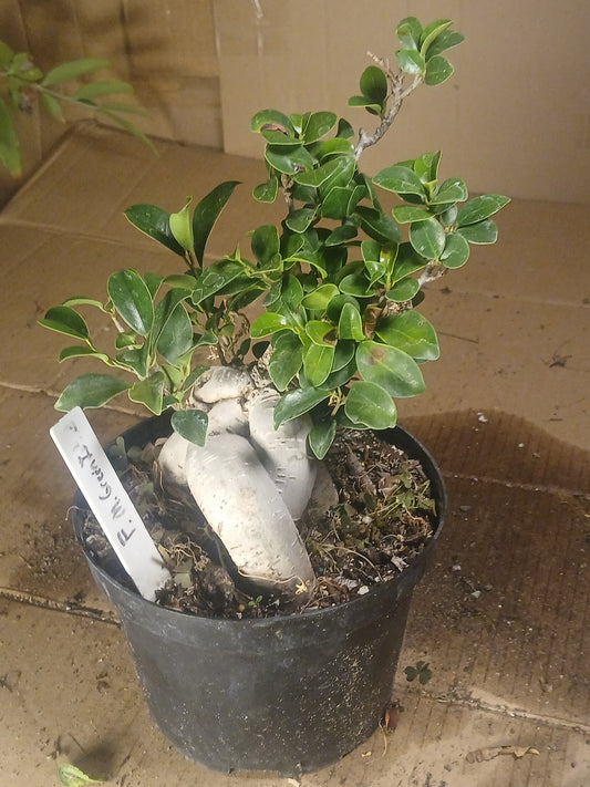 Ficus microcarpa "ginsing"