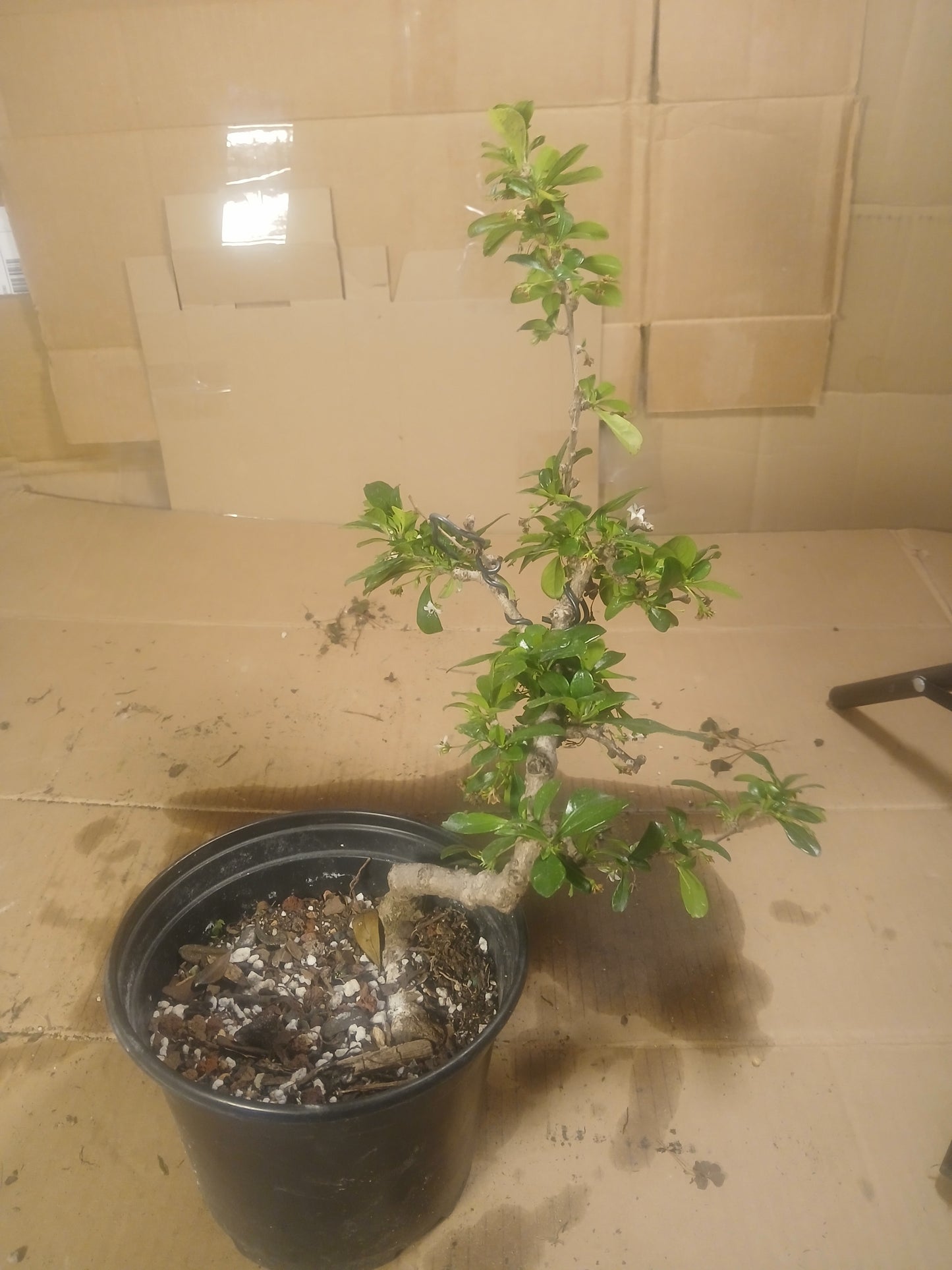 Fukien tea bonsai
