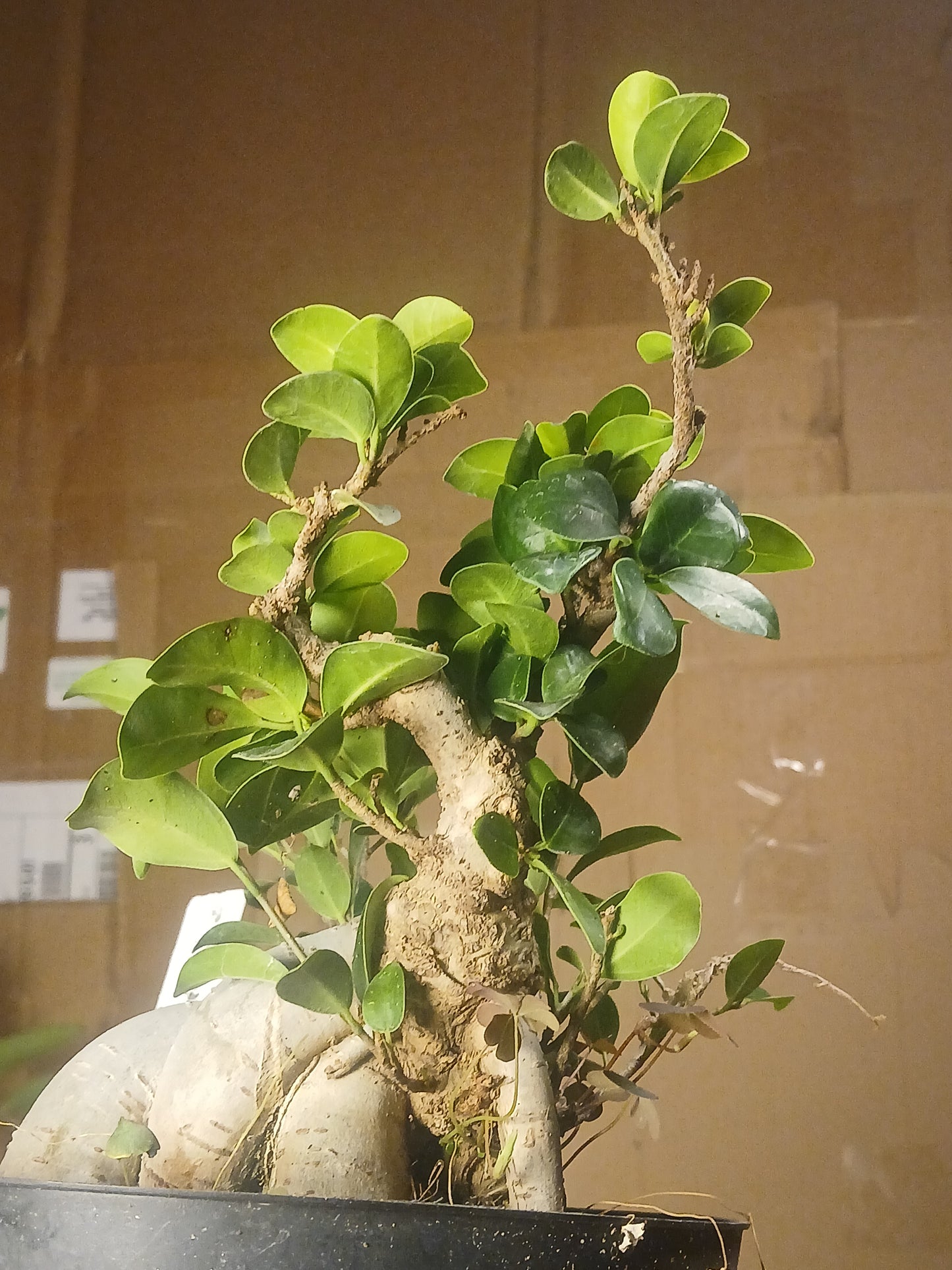 Ficus microcarpa "ginsing"