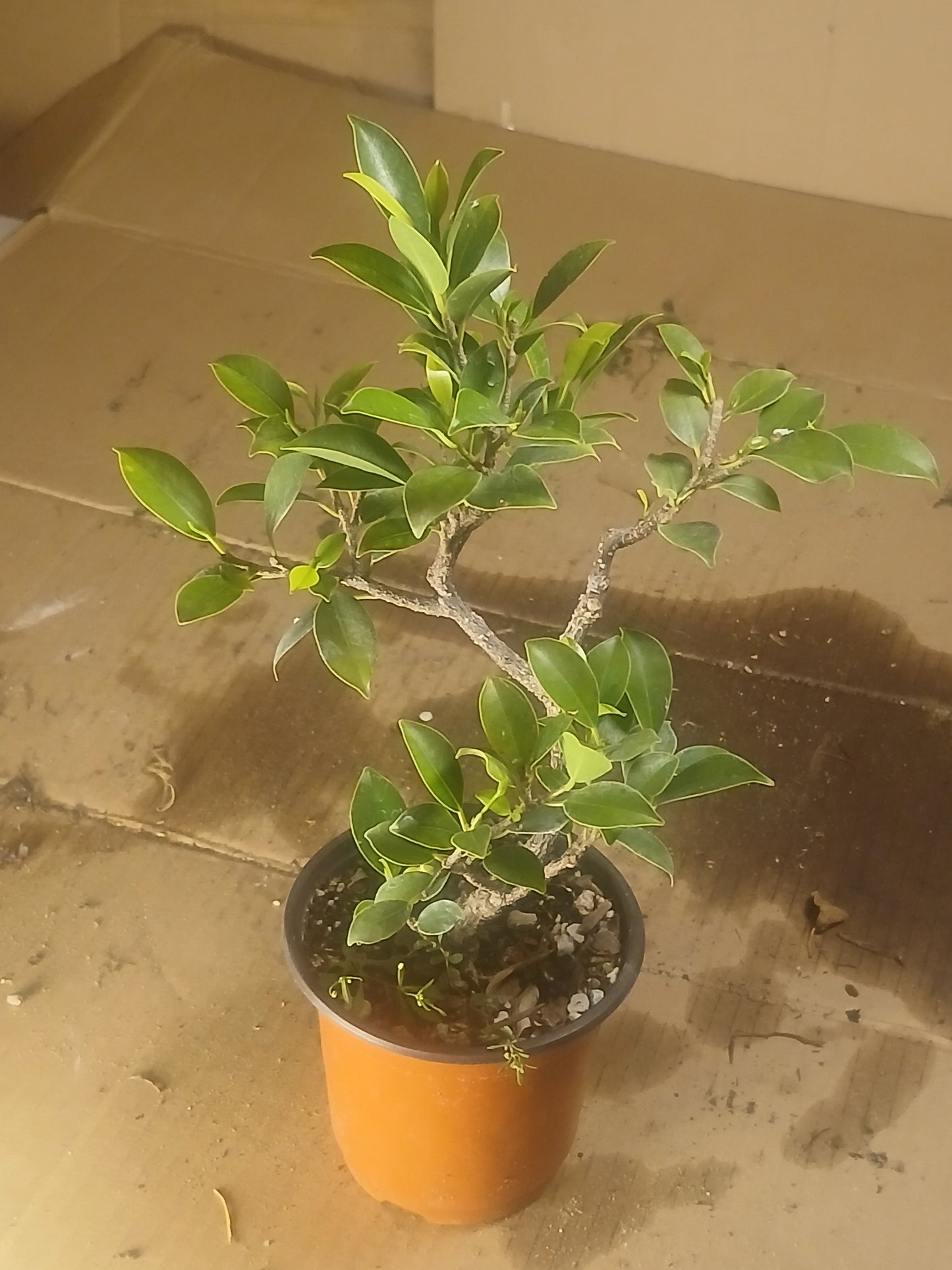 Ficus microcarpa bonsai