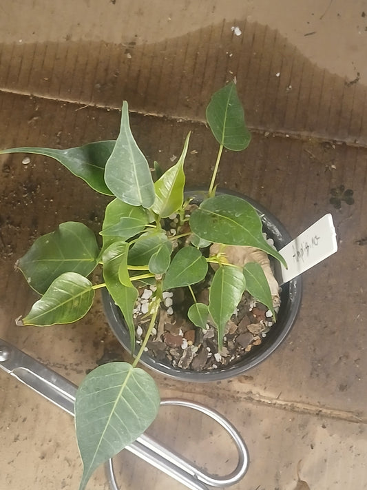 Ficus religiosa, pre bonsai
