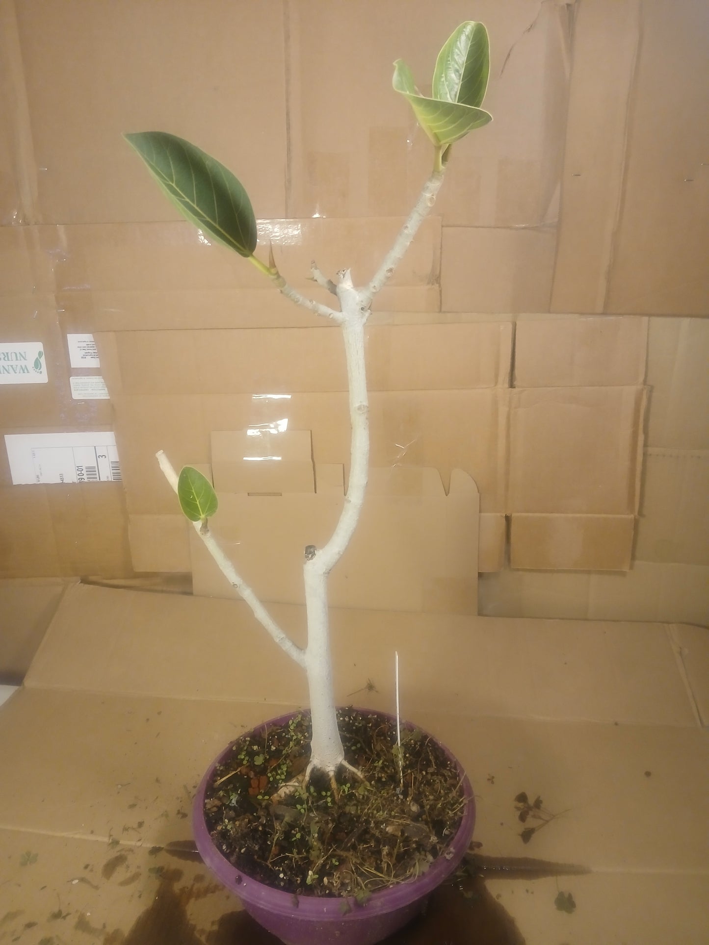 Ficus audrey prebonsai