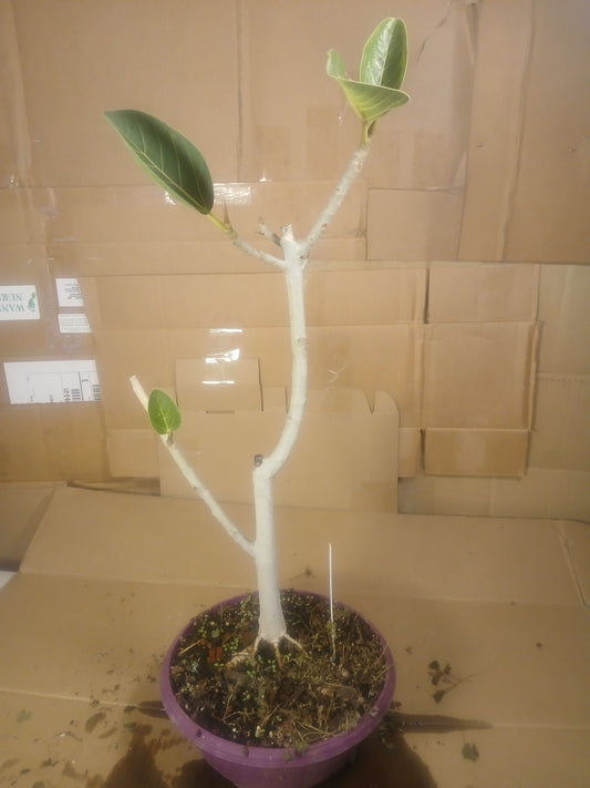 Ficus audrey prebonsai