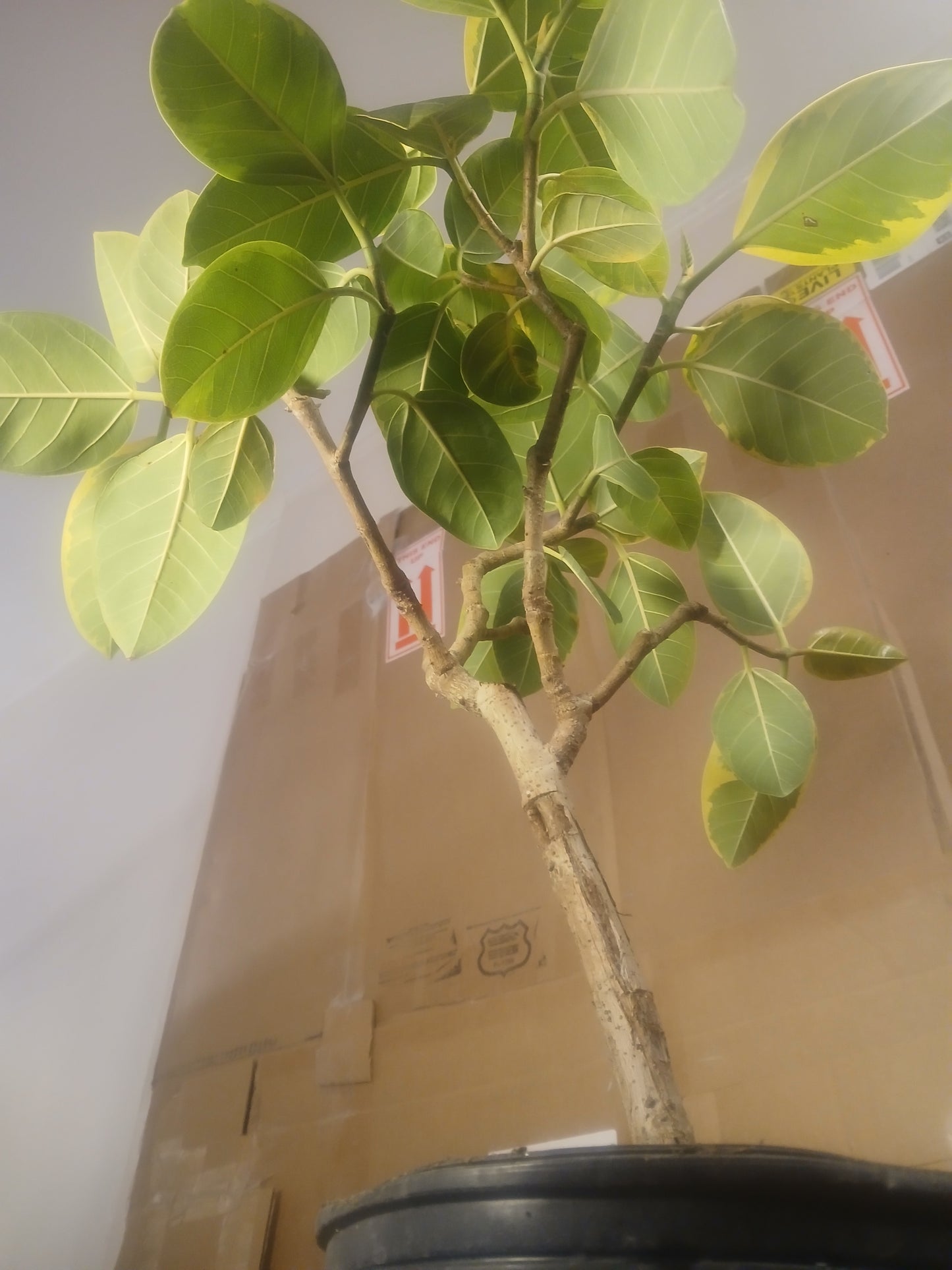 Ficus amplissima
