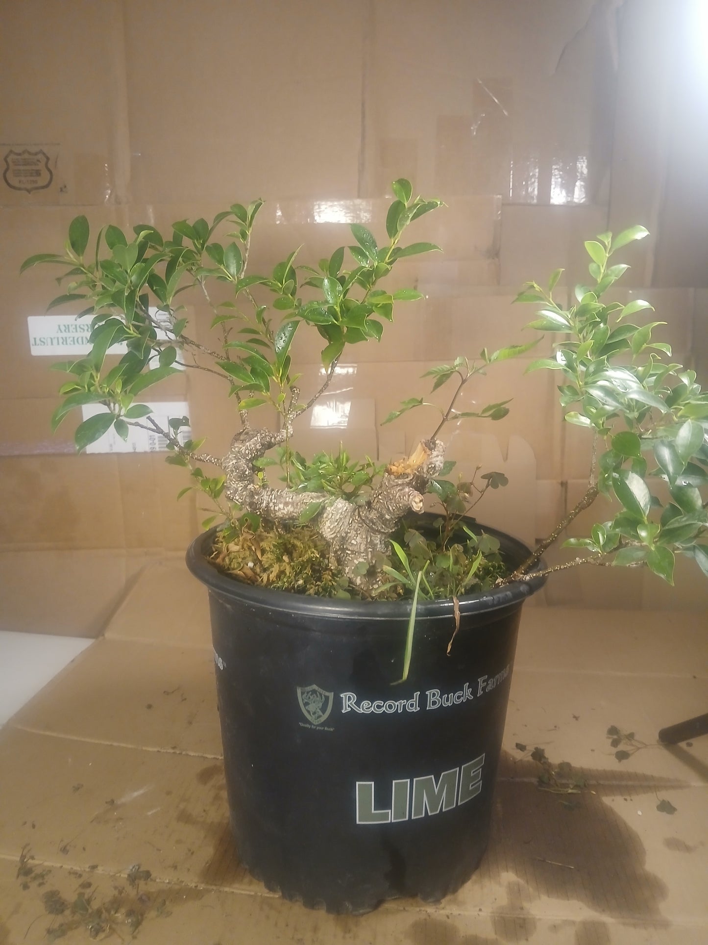 Ficus microcarpa