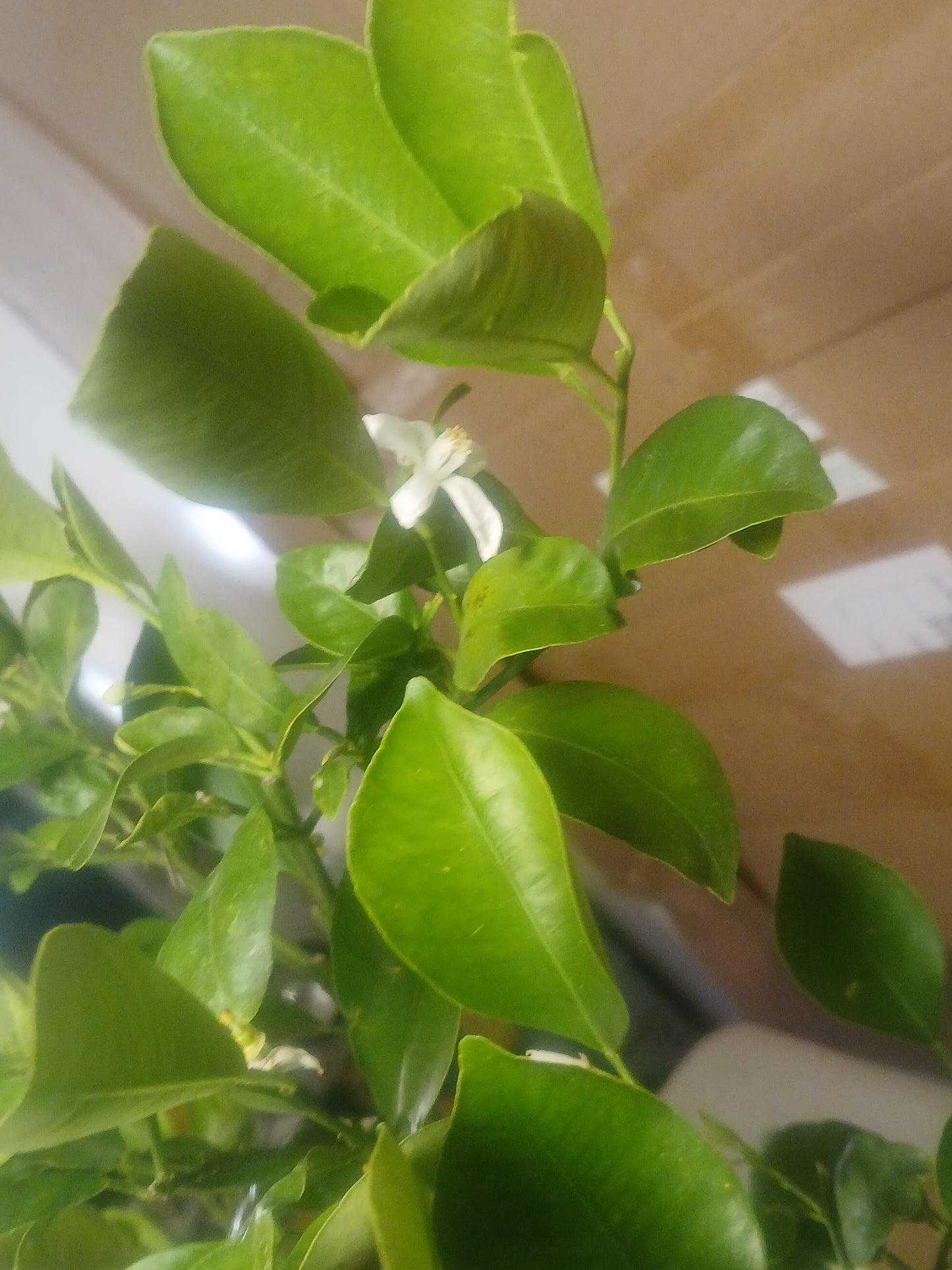 Lime pre bonsai