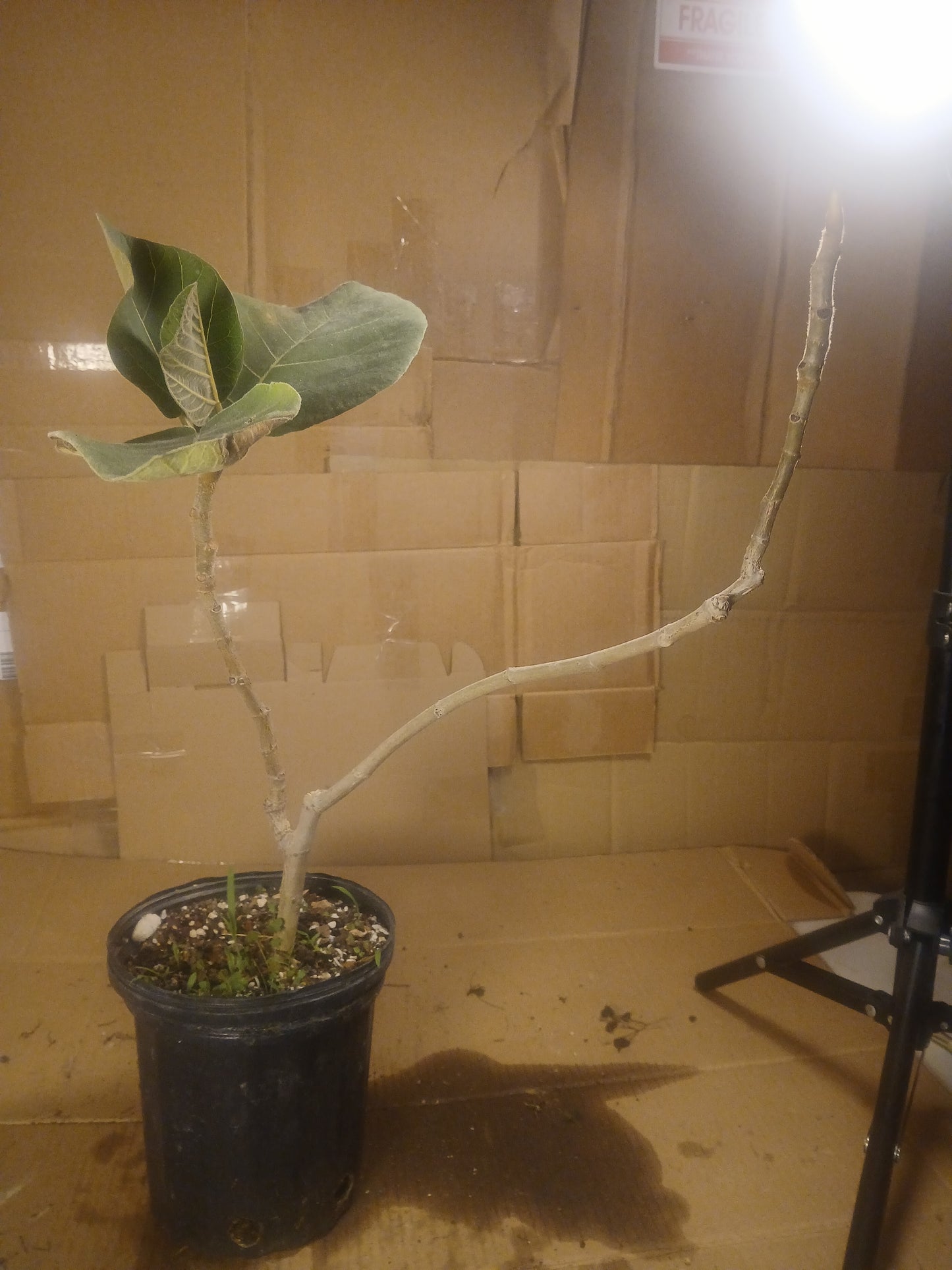 Ficus auriculata