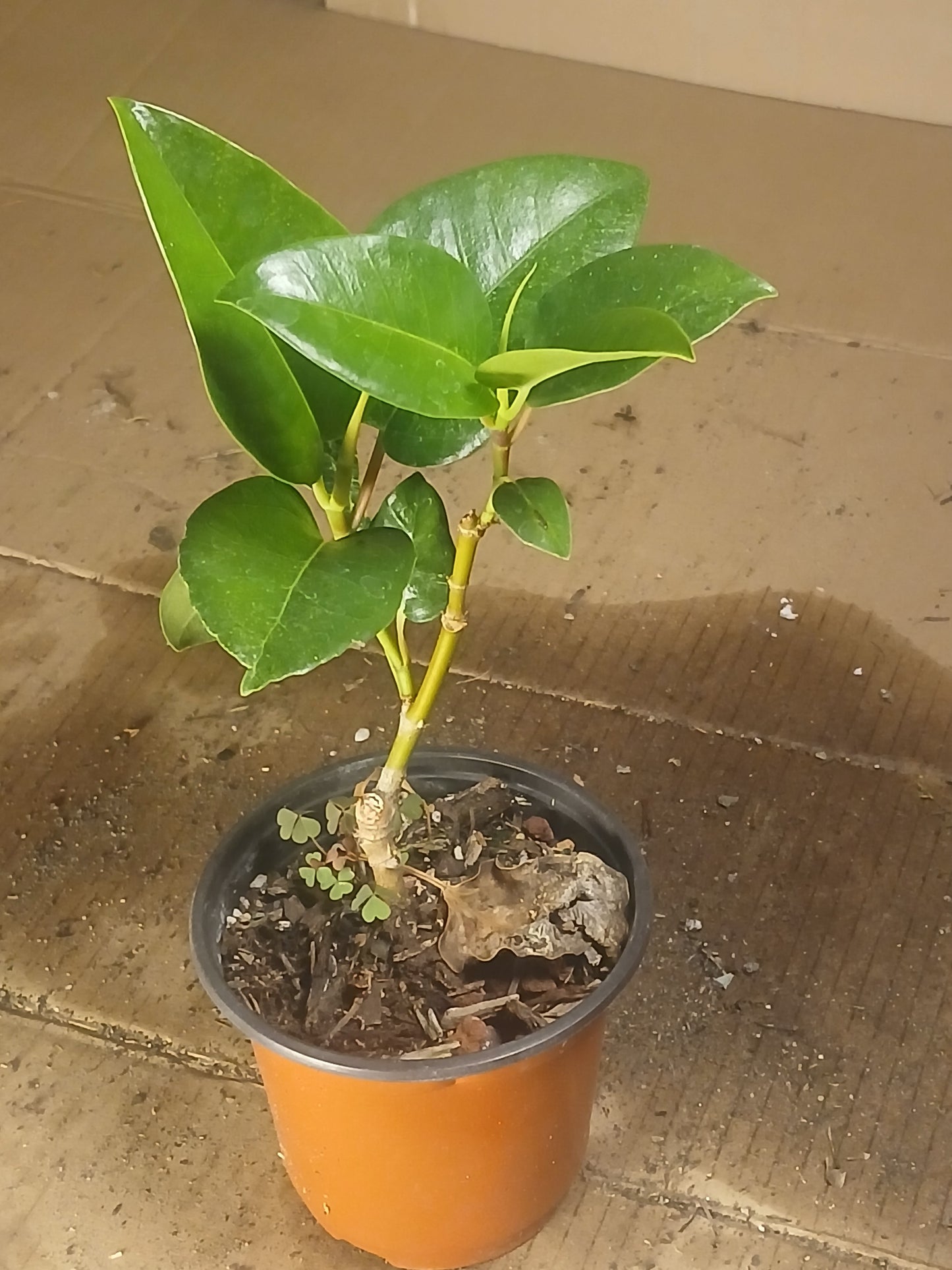 Ficus platypoda