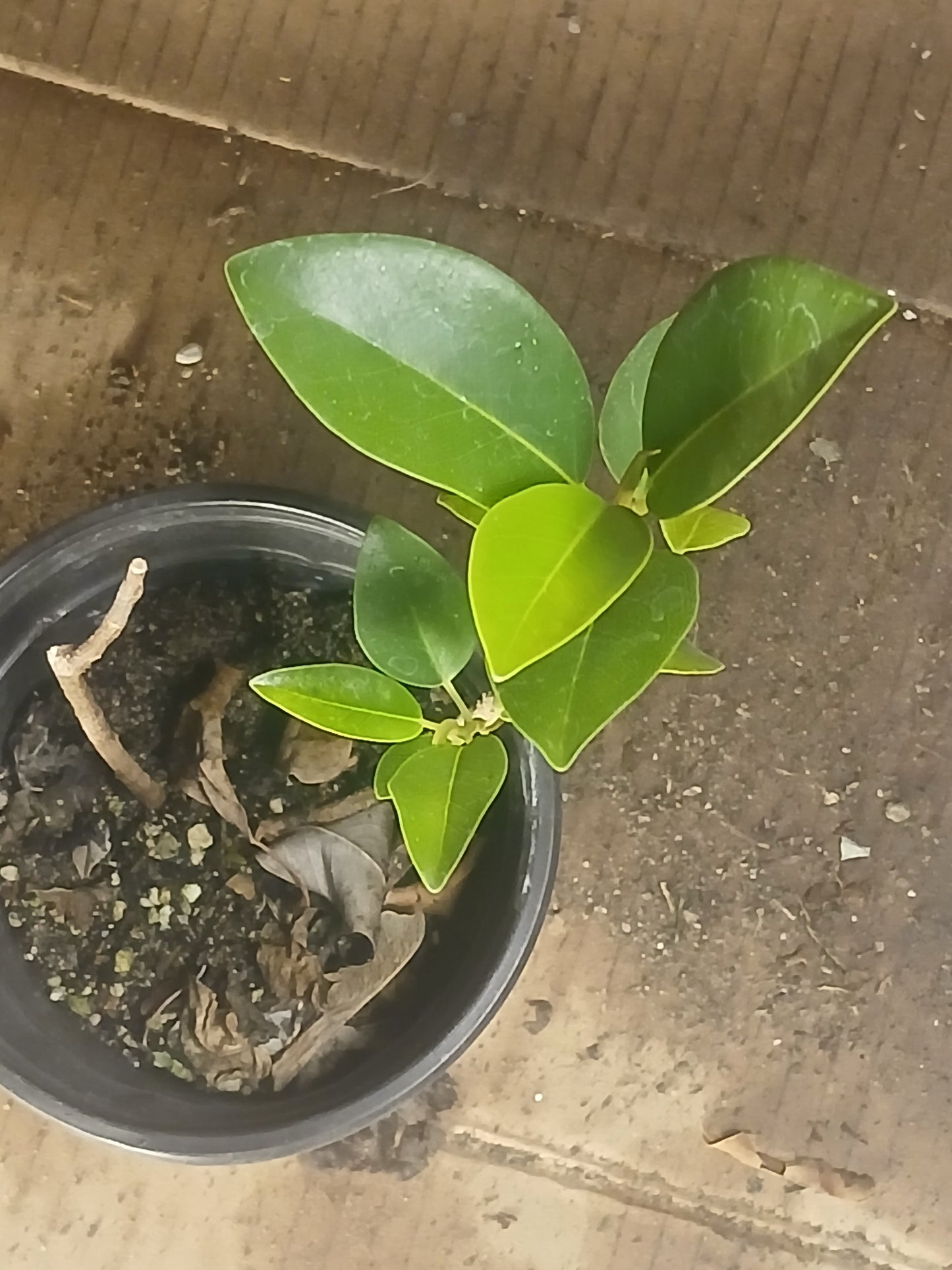 Ficus oblique
