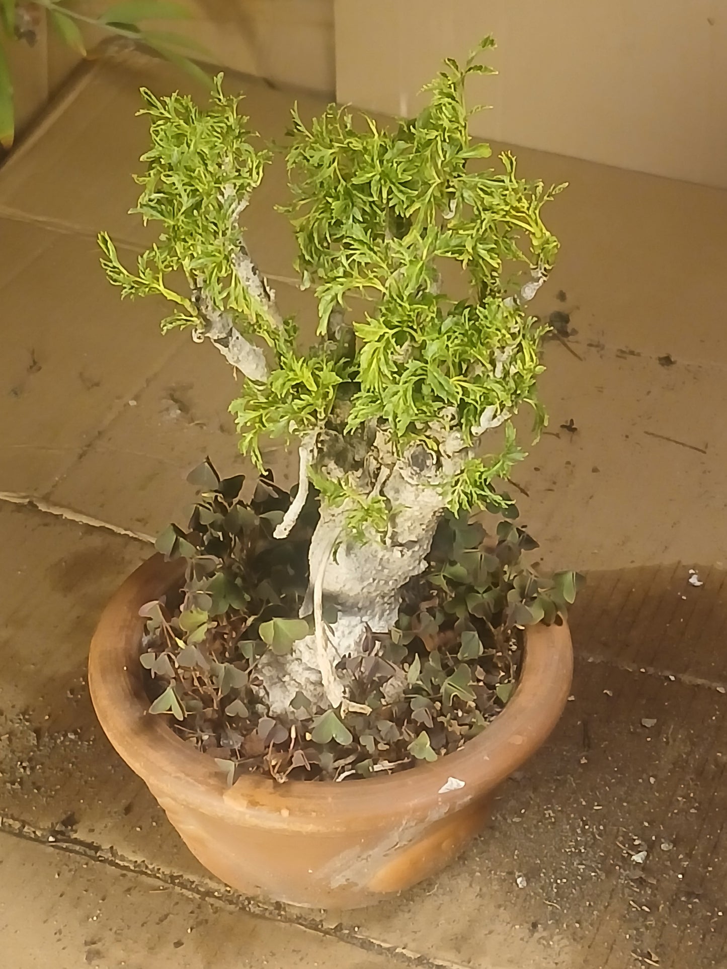 Ming araylia bonsai