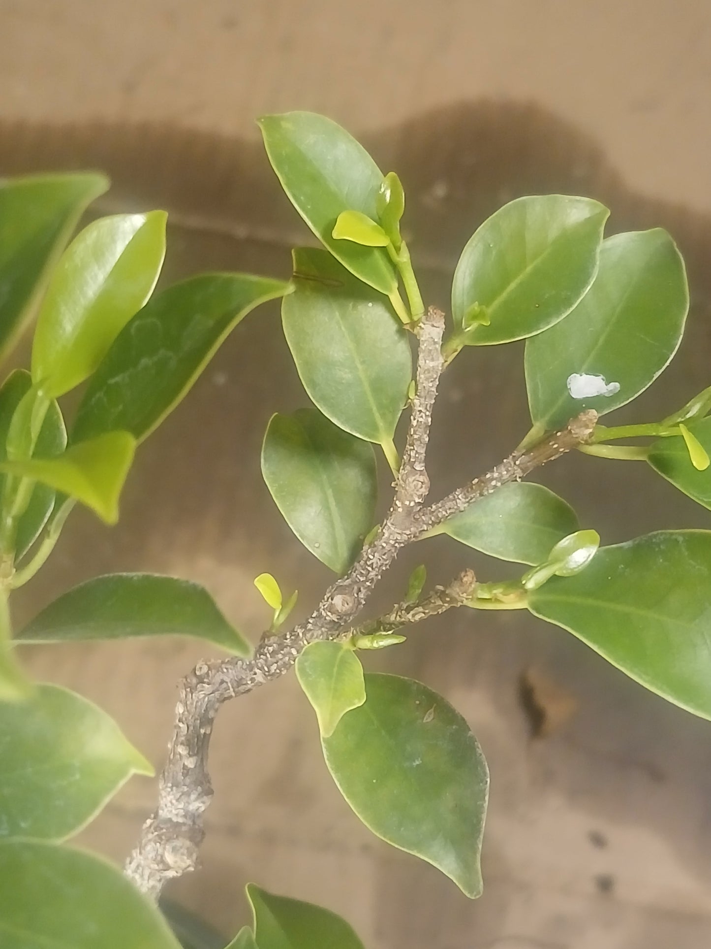 Ficus microcarpa bonsai