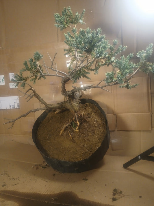 Blue star juniper bonsai