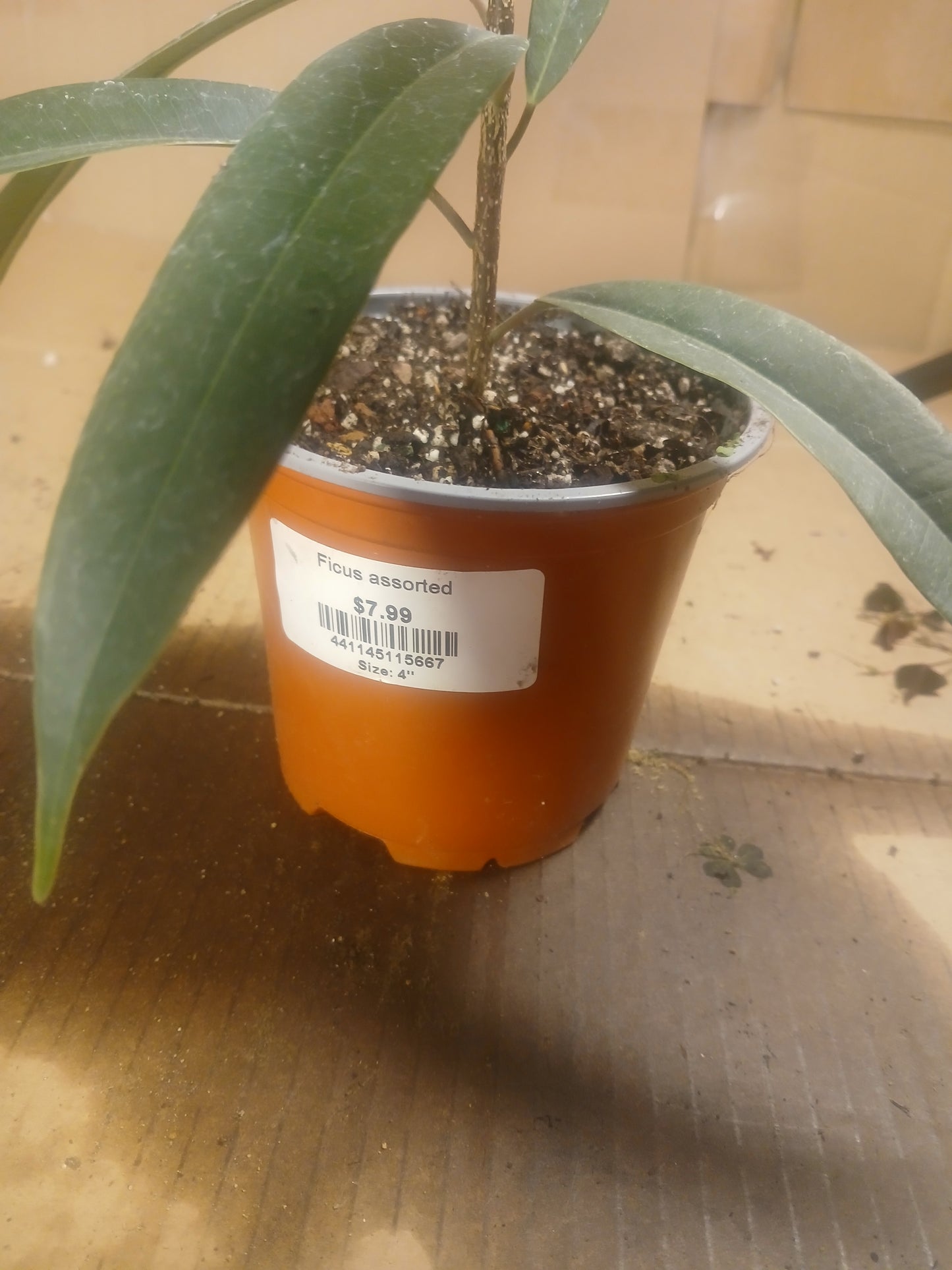 Saber leaf ficus