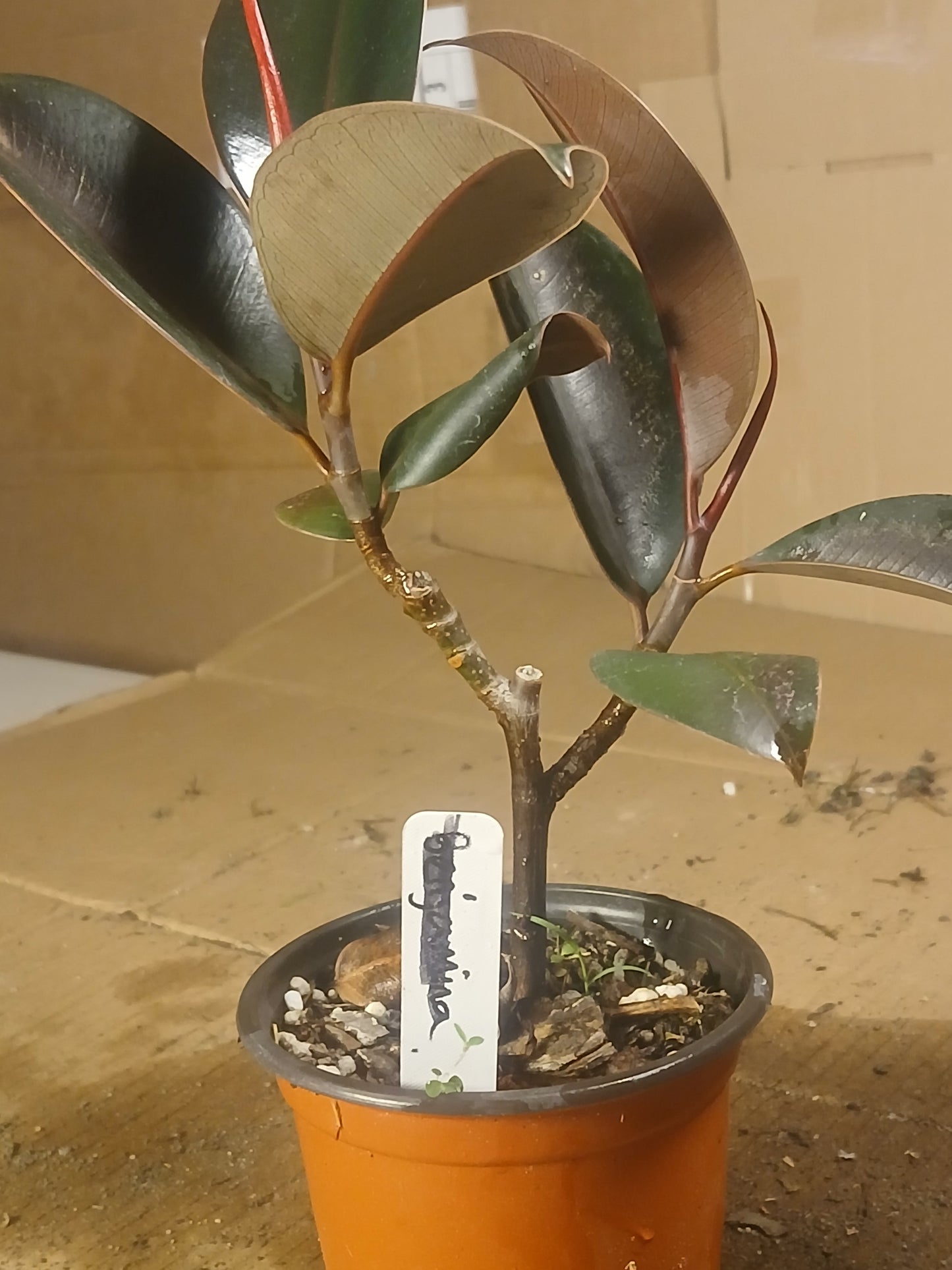 Ficus elastica ruby pre bonsai.