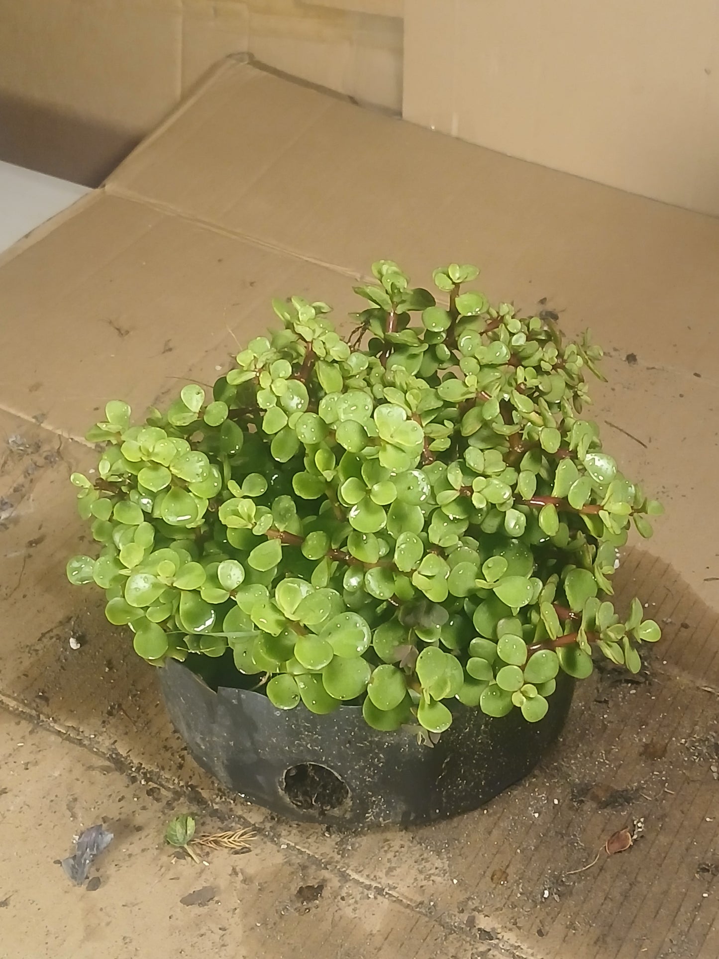 Portulacaria bonsai forest