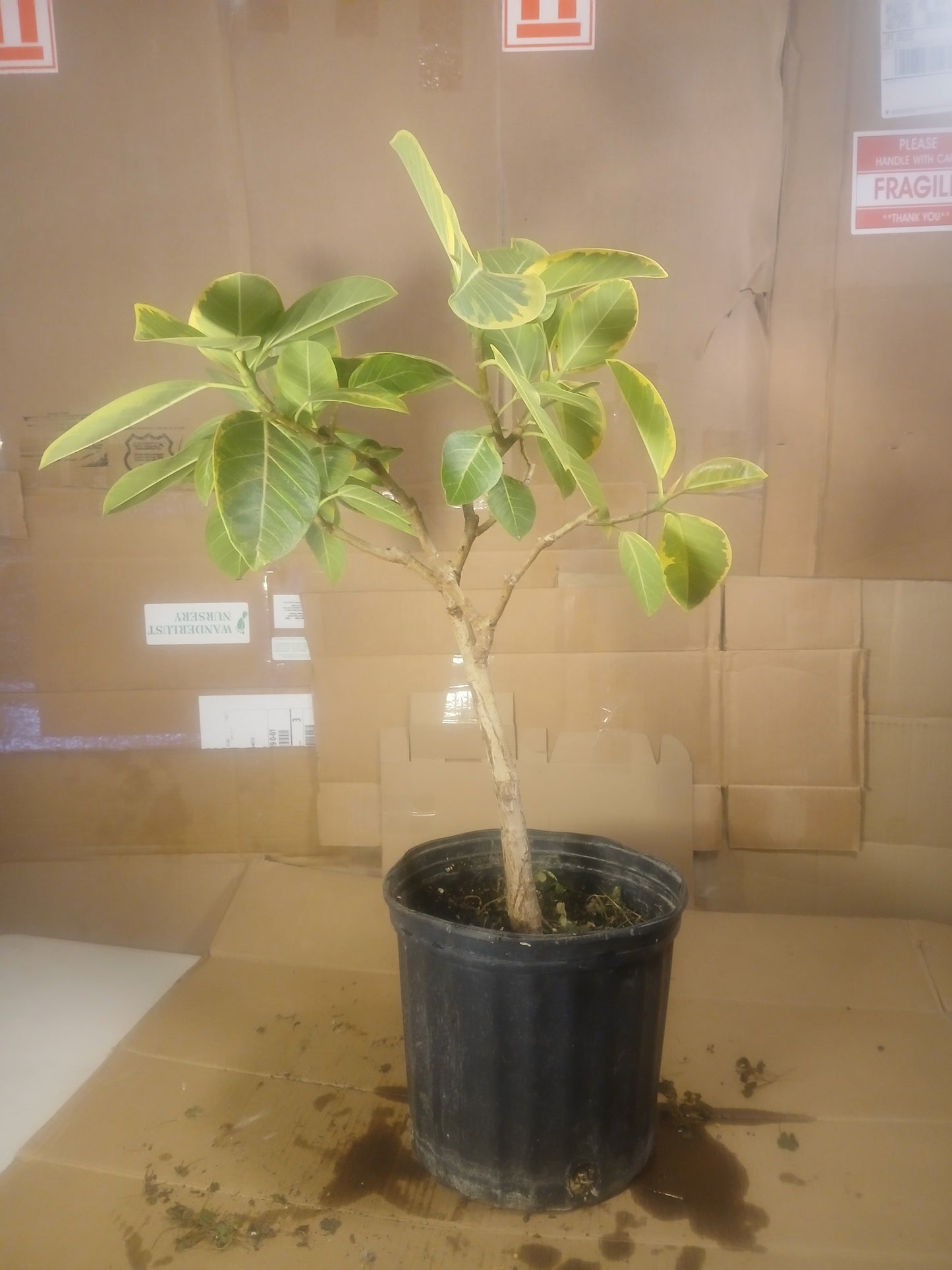 Ficus amplissima