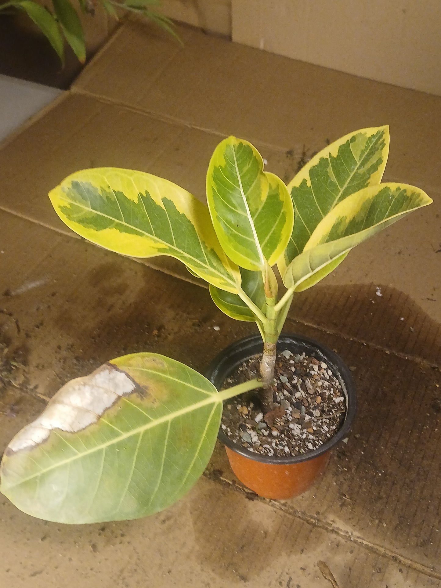 Ficus amplissima